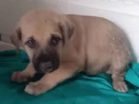 Cachorro raça SRD-ViraLata idade 2 a 6 meses nome Tolumba