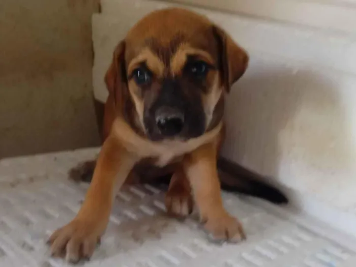 Cachorro raça SRD-ViraLata idade 2 a 6 meses nome Fofinho