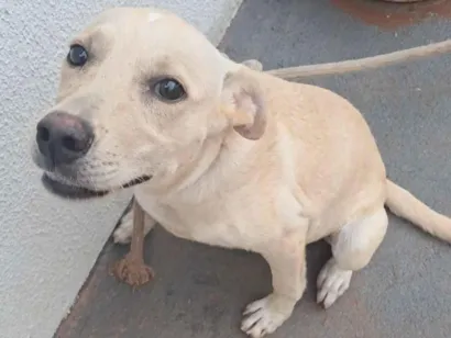 Cachorro raça SRD-ViraLata idade 2 a 6 meses nome Sem nome 