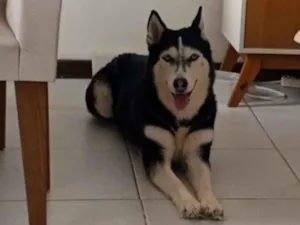 Cachorro raça Husky Siberiano idade 6 ou mais anos nome Akira