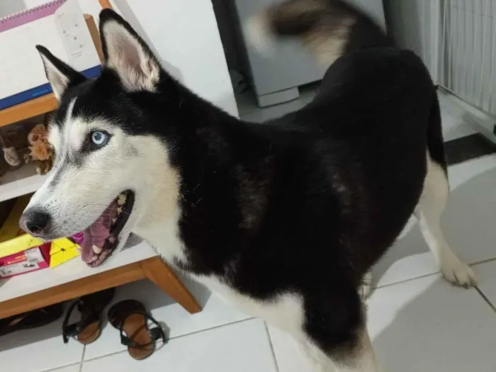 Cachorro raça Husky Siberiano idade 6 ou mais anos nome Akira
