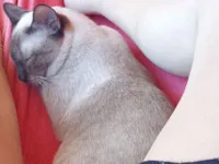 Gato raça Siamês idade 1 ano nome Jack