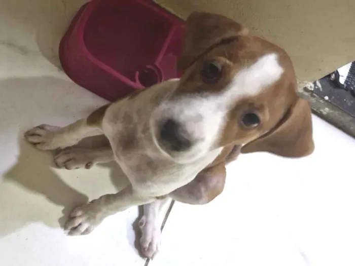 Cachorro raça SRD-ViraLata idade 2 a 6 meses nome Cloe 