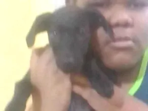 Cachorro raça SRD-ViraLata idade 1 ano nome Preto