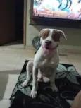 Cachorro raça Pit-Bull idade 2 anos nome Loke