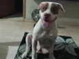Cachorro raça Pit-Bull idade 2 anos nome Loke