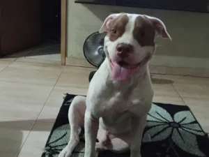 Cachorro raça Pit-Bull idade 2 anos nome Loke