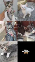 Gato raça SRD-ViraLata idade Abaixo de 2 meses nome Sem nomes