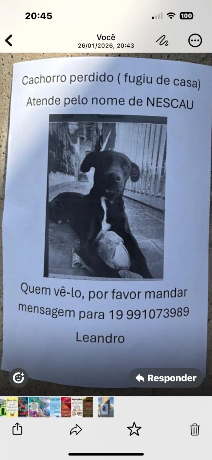 Cachorro raça SRD-ViraLata idade 5 anos nome Nescau