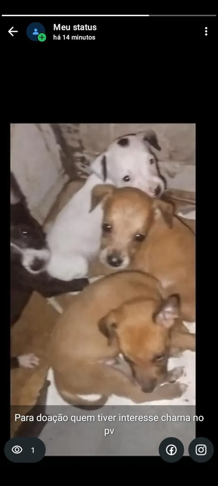 Cachorro raça SRD-ViraLata idade Abaixo de 2 meses nome Brisa