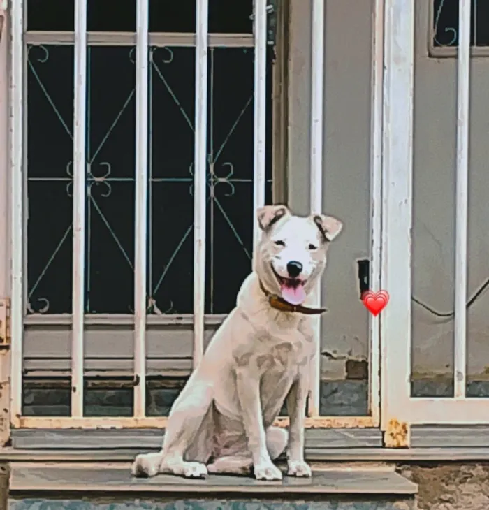 Cachorro raça Shitzu idade 7 a 11 meses nome Lupita 