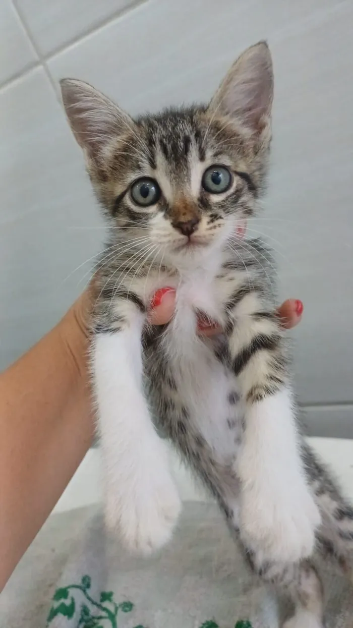 Gato raça SRD-ViraLata idade Abaixo de 2 meses nome Sem nomes