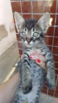 Gato raça SRD-ViraLata idade Abaixo de 2 meses nome Sem nomes