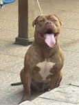 Cachorro raça Pit-Bull idade 1 ano nome Bradook