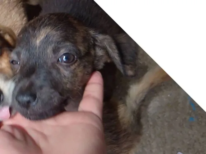 Cachorro raça Porte médio  idade 2 a 6 meses nome Filhote