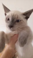 Gato raça Siamês idade 2 a 6 meses nome Jade