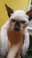 Gato raça Siamês idade 2 a 6 meses nome Peter 