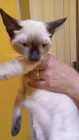 Gato raça Siamês idade 2 a 6 meses nome Anita 