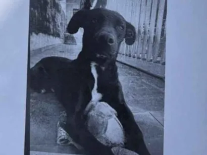 Cachorro raça SRD-ViraLata idade 5 anos nome Nescau