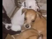 Cachorro raça SRD-ViraLata idade Abaixo de 2 meses nome Brisa