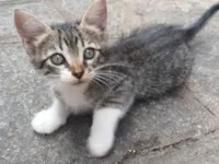 Gato raça SRD-ViraLata idade Abaixo de 2 meses nome Sem nomes