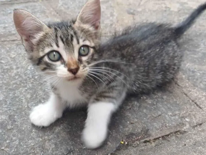 Gato raça SRD-ViraLata idade Abaixo de 2 meses nome Sem nomes