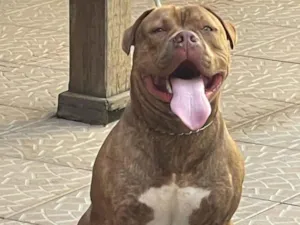 Cachorro raça Pit-Bull idade 1 ano nome Bradook