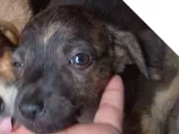 Cachorro raça Porte médio  idade 2 a 6 meses nome Filhote