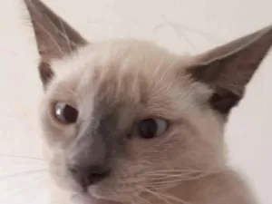 Gato raça Siamês idade 2 a 6 meses nome Jade
