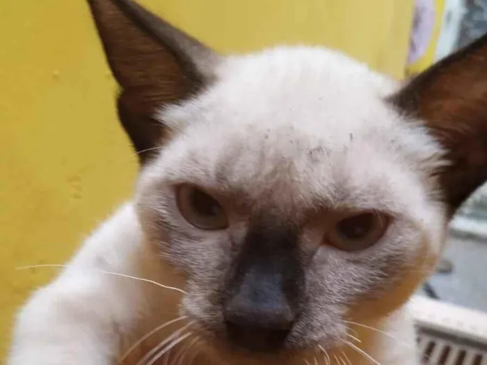 Gato raça Siamês idade 2 a 6 meses nome Peter 