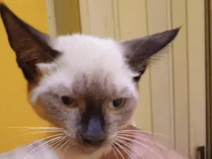 Gato raça Siamês idade 2 a 6 meses nome Anita 
