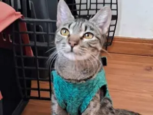 Gato raça SRD-ViraLata idade 2 a 6 meses nome Mabel