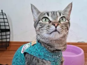 Gato raça SRD-ViraLata idade 2 a 6 meses nome Ariel