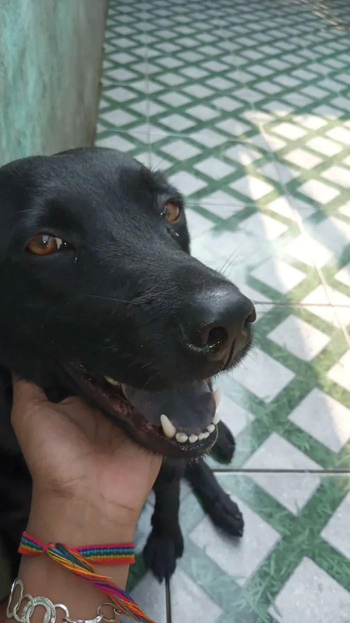 Cachorro raça Chow Chow idade 5 anos nome Pandora 