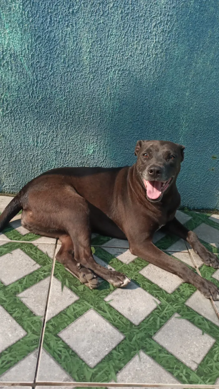 Cachorro raça Pit-Bull idade 5 anos nome kiara