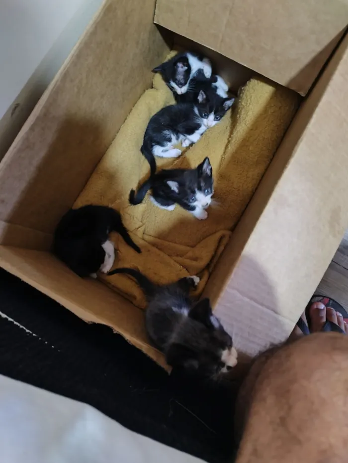 Gato raça SRD-ViraLata idade 3 anos nome Kiara neves