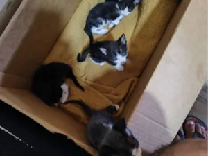 Gato raça SRD-ViraLata idade 3 anos nome Kiara neves