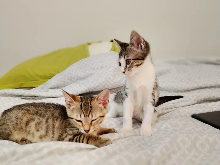 Gato raça SRD-ViraLata idade 2 a 6 meses nome Gatinhas FIV e FeLV Negativo - castração garantida