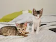 Gatinhas FIV e FeLV Negativo - castração garantida