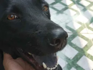 Cachorro raça Chow Chow idade 5 anos nome Pandora 