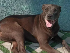 Cachorro raça Pit-Bull idade 5 anos nome kiara