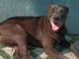 Cachorro raça Pit-Bull idade 5 anos nome kiara
