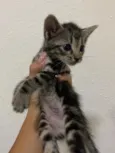 Gato raça SRD-ViraLata idade 2 a 6 meses nome Sem nome 