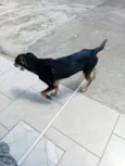 Cachorro raça SRD-ViraLata idade 1 ano nome Gamora