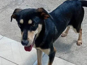 Cachorro raça SRD-ViraLata idade 1 ano nome Gamora