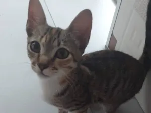 Gato raça SRD-ViraLata idade 2 a 6 meses nome Não tem nome ainda