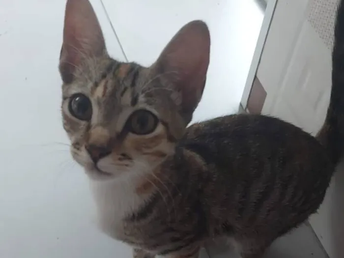 Gato raça SRD-ViraLata idade 2 a 6 meses nome Não tem nome ainda