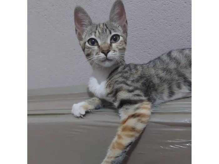 Gato raça SRD-ViraLata idade 2 a 6 meses nome Não tem nome ainda