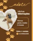Cachorro raça SRD-ViraLata idade 2 a 6 meses nome Manguinha 