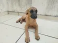 Cachorro raça SRD-ViraLata idade 2 a 6 meses nome Manguinha 